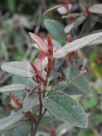 Lasiopetalum macrophyllum