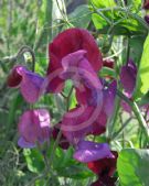 Lathyrus odoratus