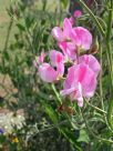 Lathyrus odoratus