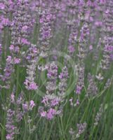 Lavandula angustifolia