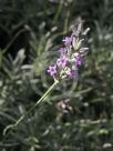 Lavandula angustifolia