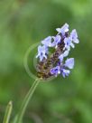Lavandula canariensis