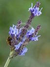 Lavandula canariensis