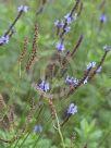 Lavandula canariensis