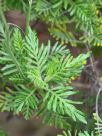 Lavandula canariensis