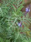 Lavandula canariensis