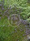 Lavandula canariensis