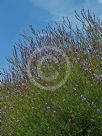 Lavandula canariensis