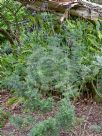 Lavandula canariensis