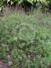 Lavandula canariensis