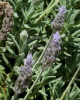 Lavandula dentata