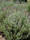 Lavandula dentata