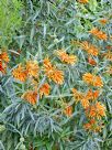 Leonotis leonurus