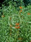 Leonotis leonurus