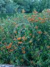 Leonotis leonurus