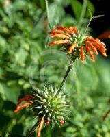 Leonotis ocymifolia raineriana