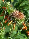 Leonotis ocymifolia raineriana