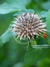 Leonotis ocymifolia raineriana