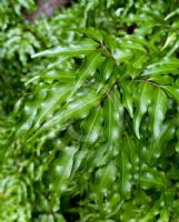 Lepiderema pulchella