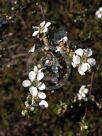 Leptospermum laevigatum