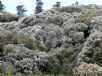 Leptospermum lanigerum