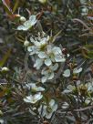 Leptospermum morrisonii Copper Glow