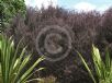 Leptospermum morrisonii Copper Glow