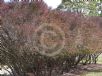 Leptospermum morrisonii Copper Glow