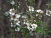 Leptospermum obovatum