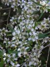 Leptospermum petersonii