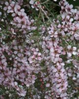 Leptospermum Pink Cascade