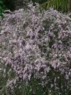 Leptospermum Pink Cascade