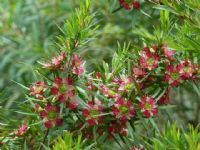 Leptospermum spectabile