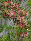 Leptospermum spectabile