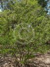 Leptospermum spectabile