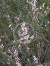 Leptospermum squarrosum