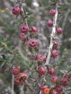 Leptospermum squarrosum