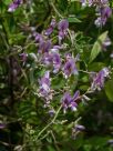 Lespedeza thunbergii