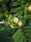 Leucaena leucocephala