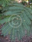 Leucaena leucocephala