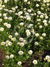 Mauranthemum paludosum