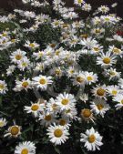 Leucanthemum superbum