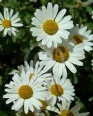 Leucanthemum vulgare