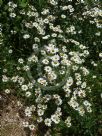 Leucanthemum vulgare