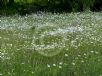 Leucanthemum vulgare