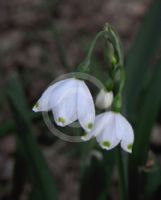 Leucojum vernum