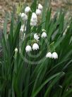 Leucojum vernum