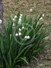 Leucojum vernum