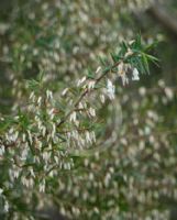 Leucopogon setiger