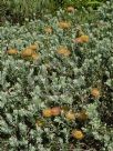 Leucospermum cordifolium